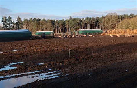 Outdoor Pigs By Spring Lane Hugh Venables Geograph Britain And Ireland