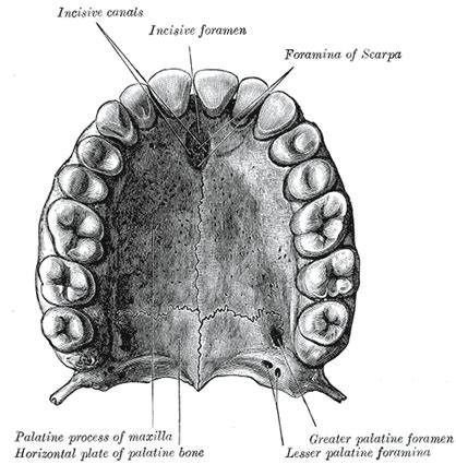 The Maxillæ (Upper Jaw) - Human Anatomy