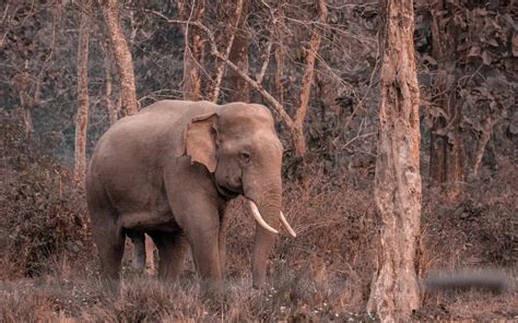 Hippo Vs. Elephant - Animals Around The Globe