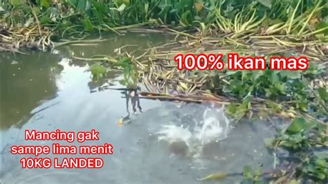 100 Rejeki Nomplok Mancing Ikan Mas Gak Sampe 5 Menit 10kg Landed