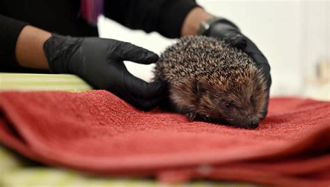 Le Centre De Soin Pour La Faune Sauvage De Savoie Et De Haute Savoie