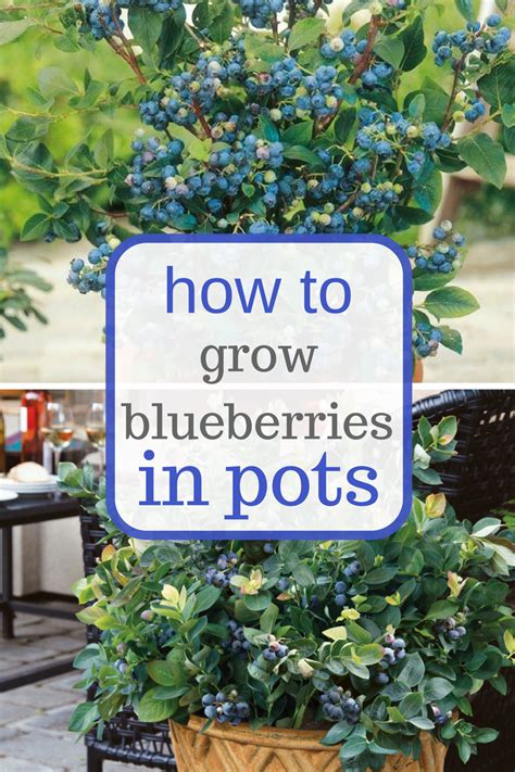 Learn How To Grow Blueberries In Pots Container Gardening Container