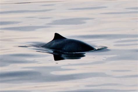 Harbour porpoise react to ocean noise - Porpoise Conservation Society