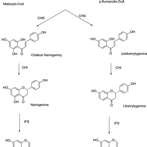 Microbial Transformation Of Daidzin To Equol Rys 3 Mikrobiologiczna