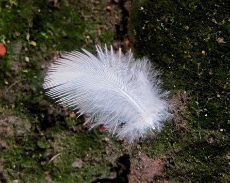 Feather Down White Free Photo On Pixabay Pixabay