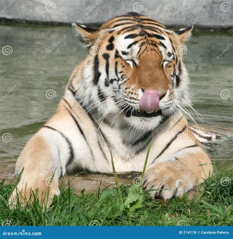 Hungry Tiger Picture. Image: 214178