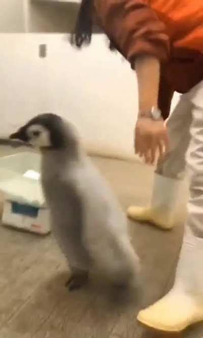 It S Weighing Time Penguin Dd Redd Tube First