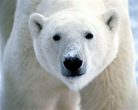 El Oso Polar