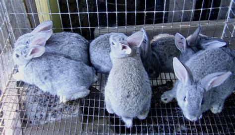 American Chinchilla Rabbit Traits And Pictures