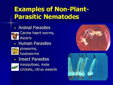 Introduction to Plant Parasitic Nematodes and Their Management