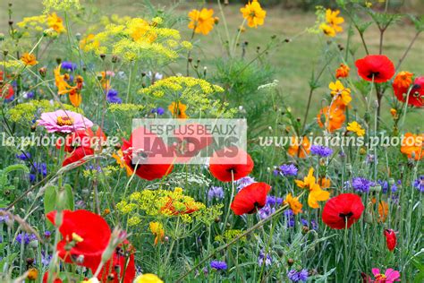 La Phototh Que Les Plus Beaux Jardins Jach Re Fleurie Prairie