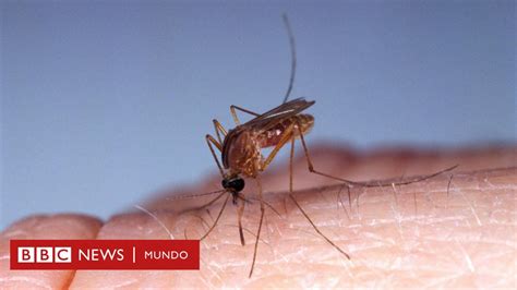 Qu Es El Oropouche El Virus Detectado En Am Rica Latina Para El Que