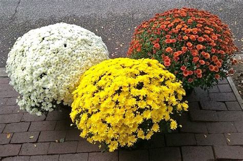 Hardy mums in different colors | Blooming plants, Hardy mums, Plants