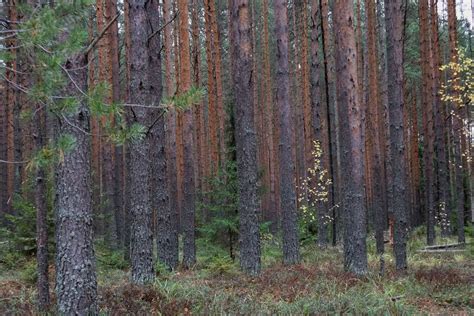 Сосновый лес — конкурс "Лесная чаща (новички)" — Фотоконкурс.ру
