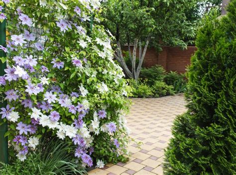 Clematis flowers completely covering a fence in home garden. - Natorps