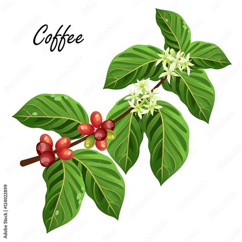 Coffee Tree Branch With Beans And Flowers Vector Illustration