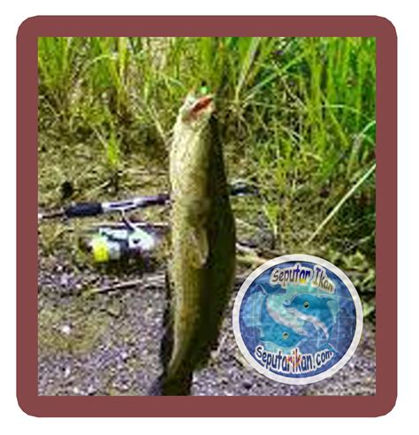 angka jitu ikan gabus