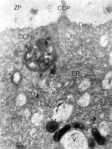 Detail Of An Immature Oocyte At H Of Culture Showing A Cumulus Cell