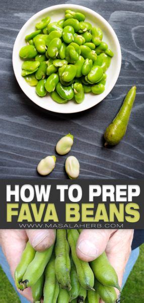 Fava Beans How To Prep Cook And Store Them MasalaHerb