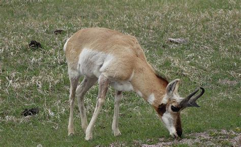 Pronghorn of Custer State Park in South Dakota Photograph by Rauno Joks ...