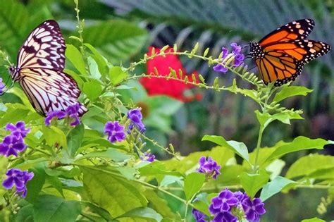 The Butterfly Farm All You Need To Know Before You Go 2025