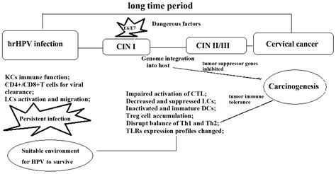 Effect Of Human Papillomavirus Infection On The Immune System And Its Role In The Course Of