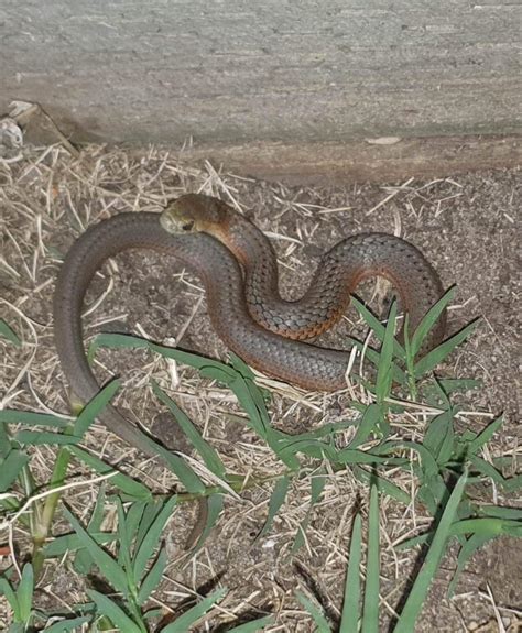 Is this a baby red-belly black? [East Gippsland, Victoria, Australia ...