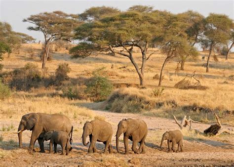 Visit Tarangire National Park Tanzania Audley Travel Uk