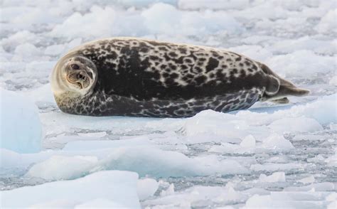 nature  wildlife  svalbard learn   arctic wildlife