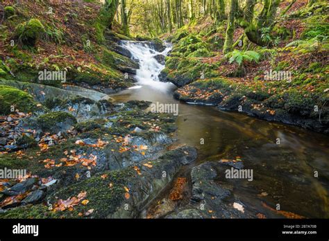 Laurieston Forest Hi Res Stock Photography And Images Alamy