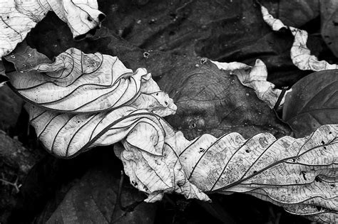 Imogen Cunningham Imogen Cunningham Art Photography Fine Art
