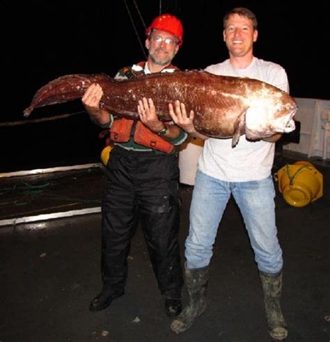 Giant Grenadier Fish