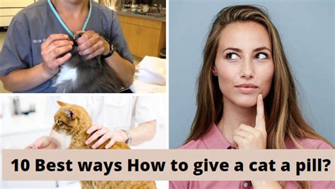 10 Best Ways How To Give A Cat A Pill Zoological World