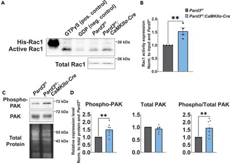 Loss Of The Polarity Protein Par Promotes Dendritic Spine Neoteny And