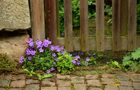 Free Images Water Grass Fence Wood Lawn Flower Crossing Run