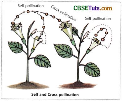 Introduction, Process and Types of Pollination - CBSE Tuts