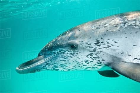 Atlantic Spotted Dolphin Stock Photo Dissolve