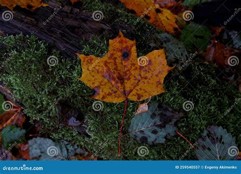 Autumn Leaves On The Ground Close Up Stock Image Image Of Sunlight