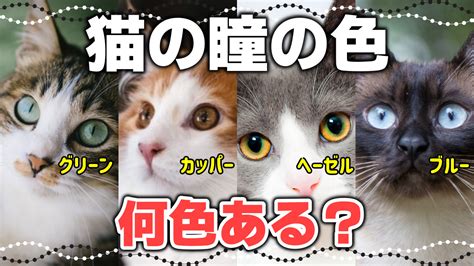 【グレー猫・グレー白猫の特徴】灰色のハチワレも｜毛色で分かる猫の性格 ねこもよ