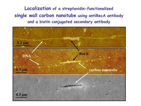 PPT A DNA Templated Carbon Nanotube Field Effect Transistor