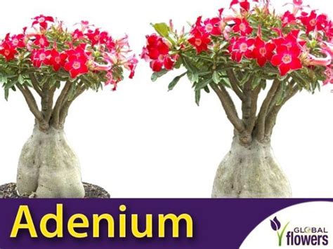 Adenium Mini Baobab Róża Pustyni Adenium Obesum egzotyczna roślina