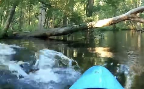 Alligator Attacks Kayaker In North Carolina Swamp Video Unofficial