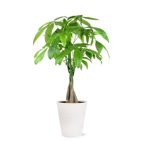 Just Add Ice 14 Tall Money Tree Live Plant In 5 Decorative Fiber Clay