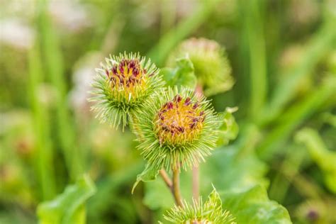 Close Up Of Purple Budding Flower Of Big Burdock Arctium Lappa Stock