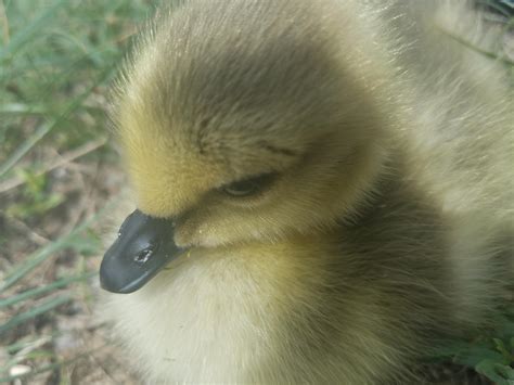 Baby Goose Reyebleach