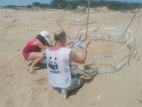 Trovato Nido Di Tartaruga Marina Caretta Caretta Sito Messo In