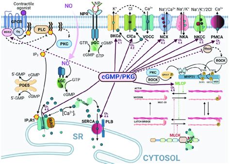 Molecular Mechanisms And Targets Of Cyclic Guanosine Monophosphate