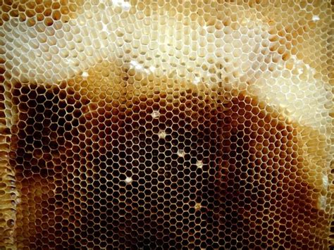 Background Hexagon Texture Wax Honeycomb From A Bee Hive Filled With