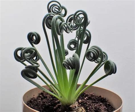 How To Grow Albuca Spiral Grass Plants Frizzle Sizzle