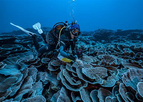 Tahiti D Couverte D Un R Cif Corallien Intact C Bo Voyages Blog